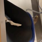 Photo_1745089324426